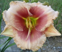 BELOVED DECEIVER - Manatawny Creek Farm